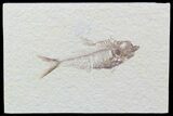 Detailed, Diplomystus Fossil Fish - Wyoming #52230-1